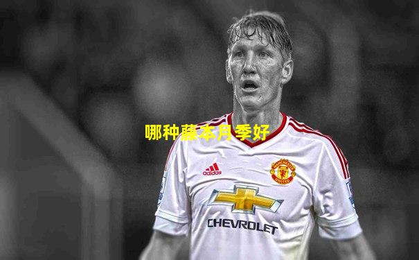 哪种藤本月季好